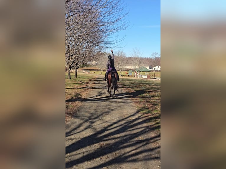 Clydesdale Hongre 8 Ans 165 cm Bai cerise in Jeffersonton