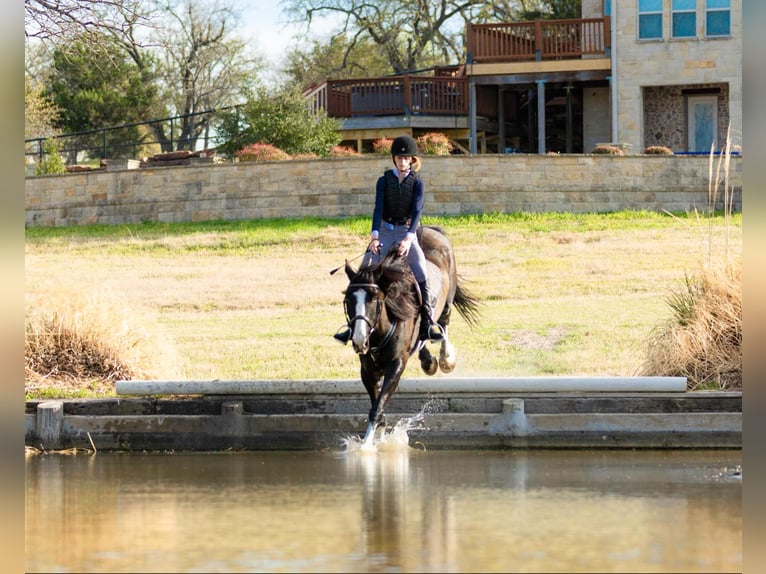 Clydesdale Hongre 9 Ans 163 cm Bai cerise in Weatherford TX
