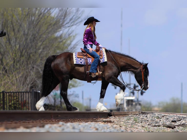 Clydesdale Hongre 9 Ans 163 cm Bai cerise in Weatherford TX