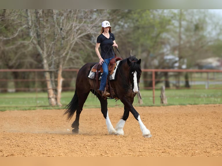 Clydesdale Hongre 9 Ans 163 cm Bai cerise in Weatherford TX