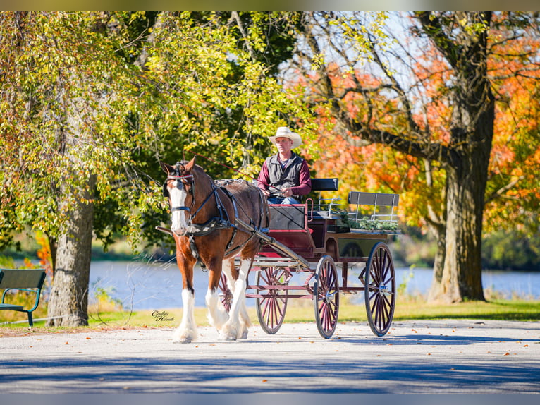 Clydesdale Hongre 9 Ans 175 cm Bai cerise in Fairbank
