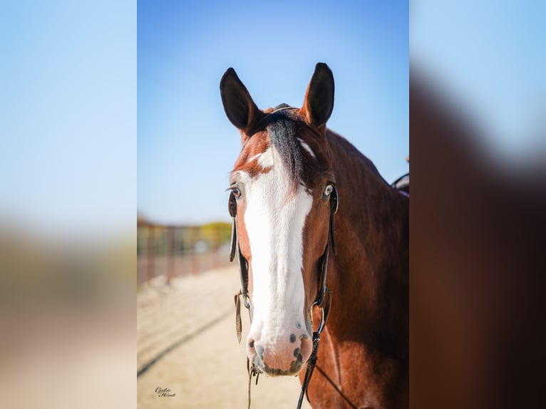 Clydesdale Hongre 9 Ans 175 cm Bai cerise in Fairbank