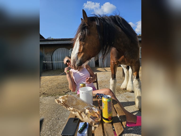Clydesdale Hongre 9 Ans 188 cm Gris (bai-dun) in Kappel