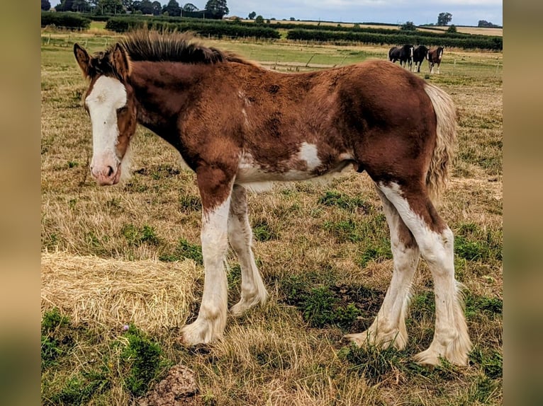 Clydesdale Hongre Poulain (05/2025) 175 cm Bai cerise in York