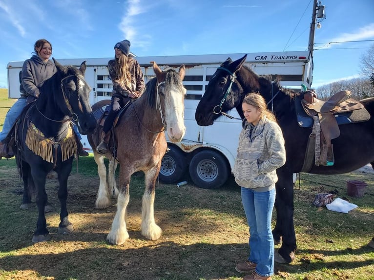 Clydesdale Jument 11 Ans 173 cm Roan-Bay in Somerset