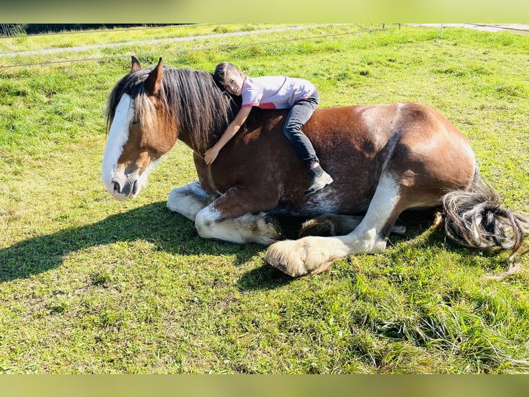 Clydesdale Jument 12 Ans 170 cm Bai in Adlkofen