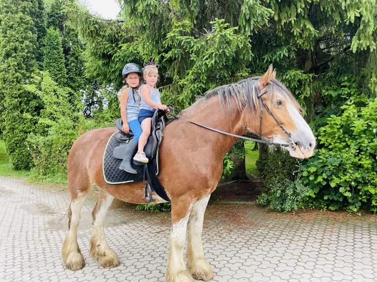 Clydesdale Jument 12 Ans 170 cm Bai in Adlkofen