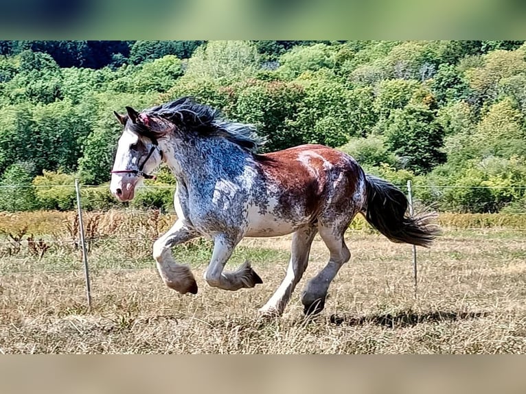 Clydesdale Jument 14 Ans 168 cm Rouan Rouge in Sandberg