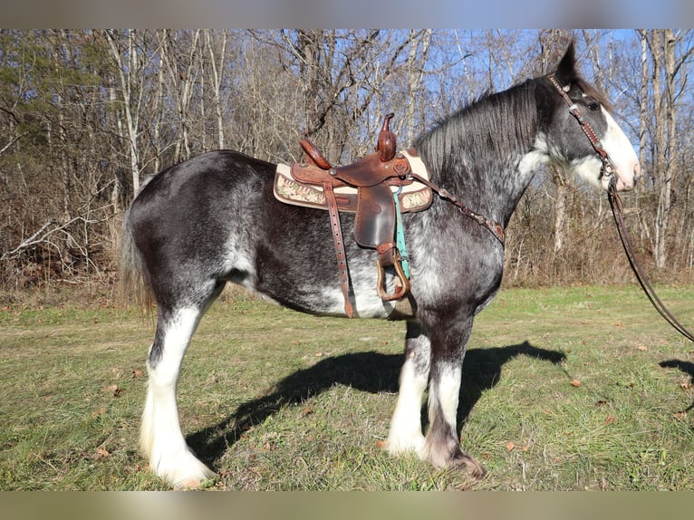 Clydesdale Jument 14 Ans 173 cm Noir in Flemingsburg, KY