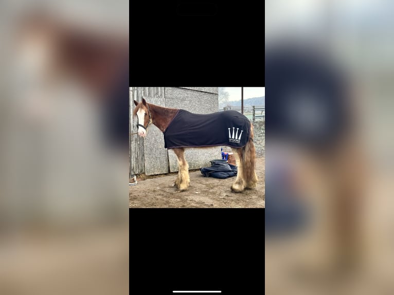 Clydesdale Jument 15 Ans 180 cm Tobiano-toutes couleurs in W&#xFC;lperodE