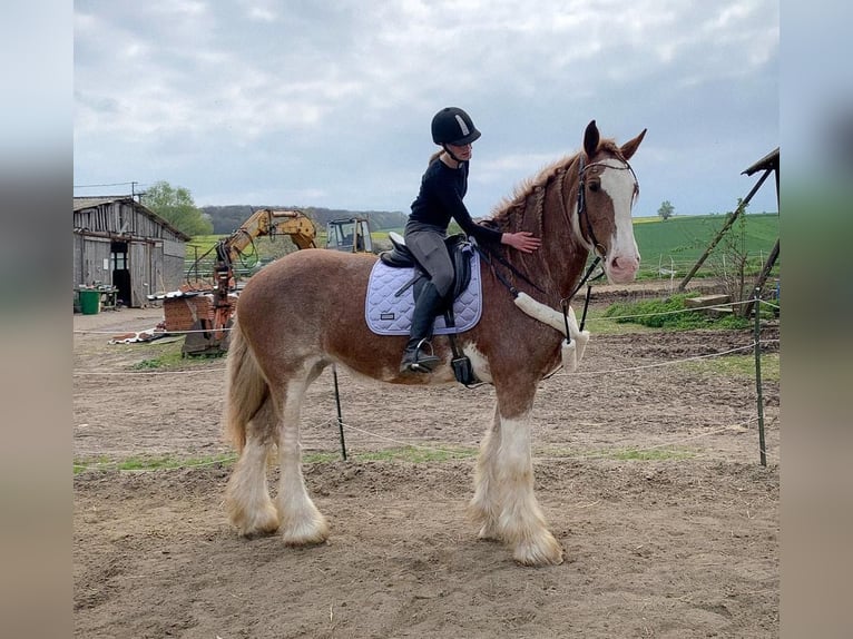 Clydesdale Jument 15 Ans 180 cm Tobiano-toutes couleurs in W&#xFC;lperodE