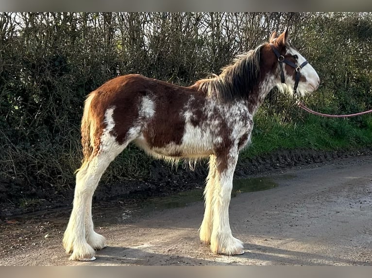 Clydesdale Jument 1 Année in marbury