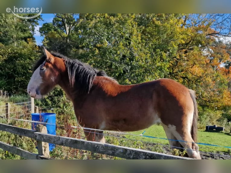 Clydesdale Jument 3 Ans 180 cm Bai in Pyrbaum