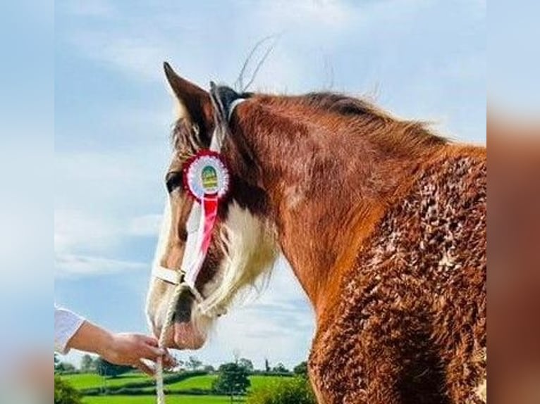 Clydesdale Jument 3 Ans  in cheshire