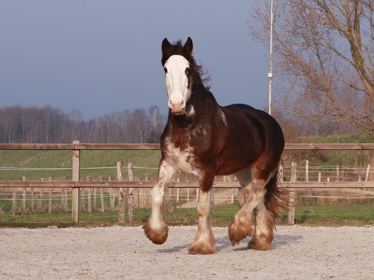 Clydesdale Jument 6 Ans 180 cm Bai in Oud-Vossemeer