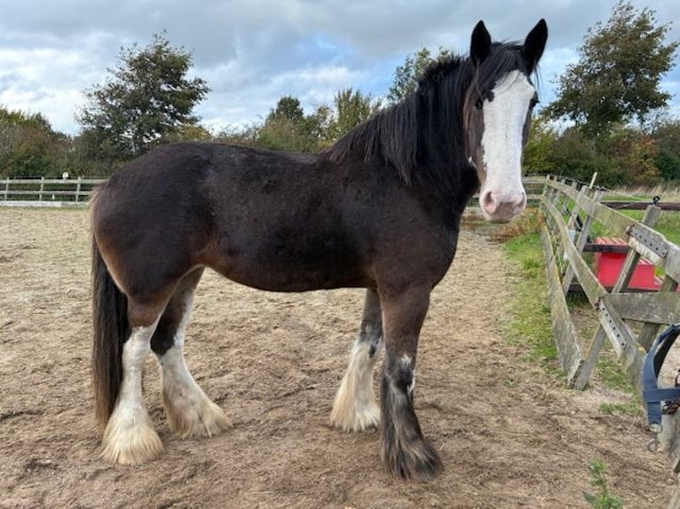 Clydesdale Jument 7 Ans 181 cm Bai brun foncé in Burgh-Haamstede