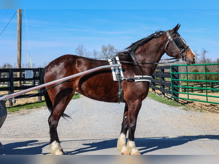 Clydesdale Jument 8 Ans Bai cerise in Flemingsburg KY