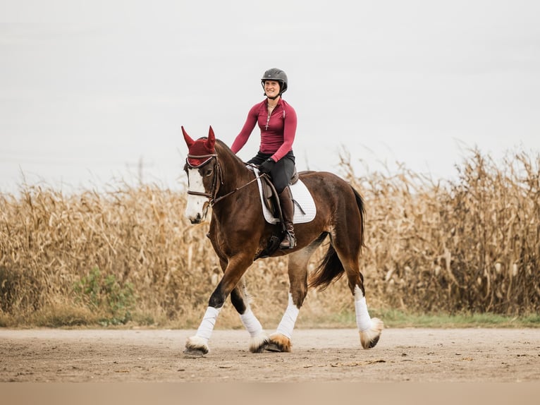 Clydesdale Croisé Jument 9 Ans Bai cerise in Ames