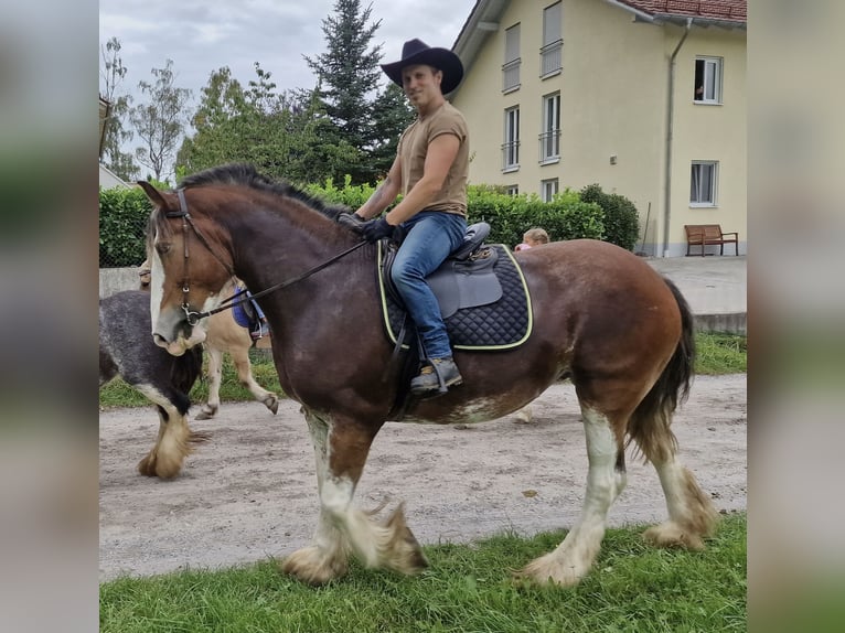 Clydesdale Klacz 12 lat 170 cm Gniada in Adlkofen