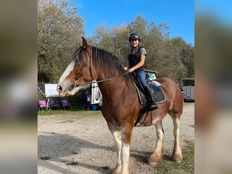 Clydesdale Klacz 12 lat 170 cm Gniada in Adlkofen