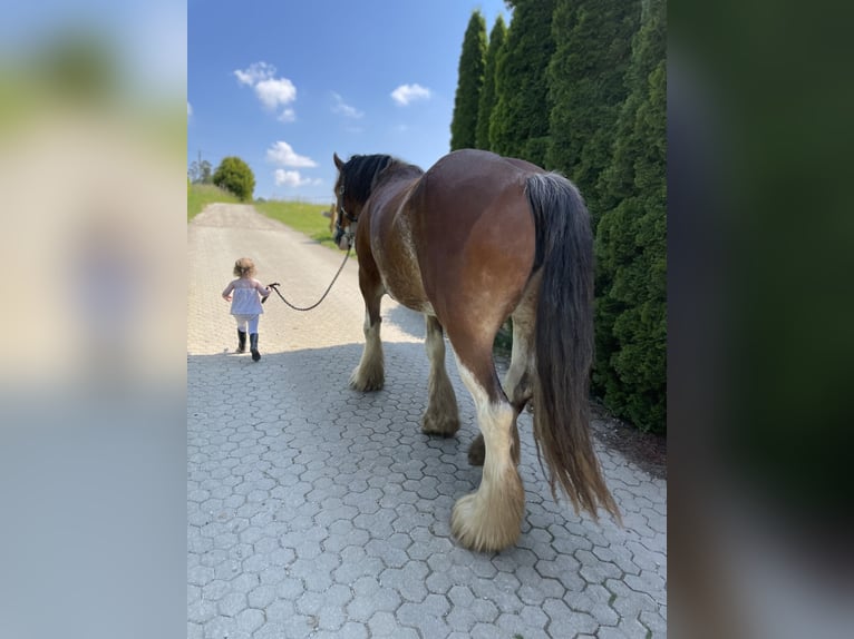 Clydesdale Klacz 12 lat 170 cm Gniada in Adlkofen