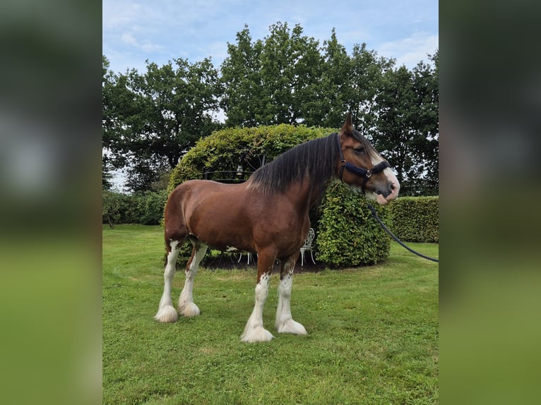 Clydesdale Klacz 14 lat 165 cm Gniada in Varel