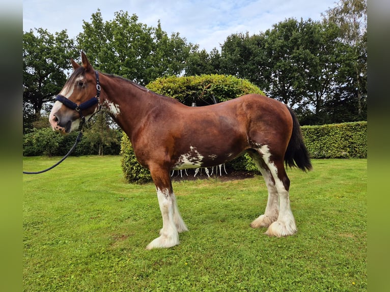 Clydesdale Klacz 14 lat 165 cm Gniada in Varel