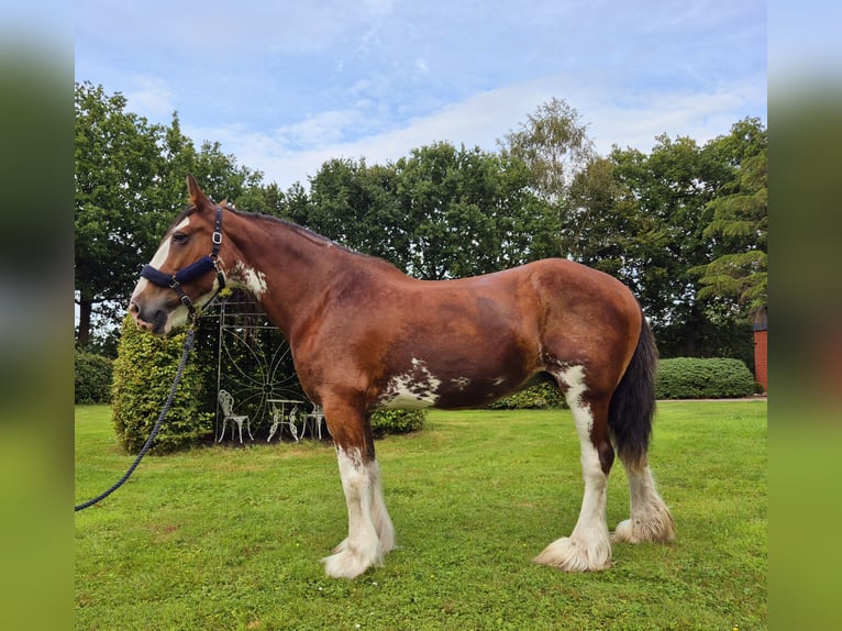 Clydesdale Klacz 14 lat 165 cm Gniada in Varel