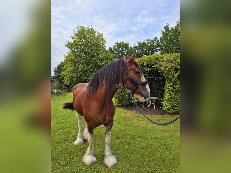 Clydesdale Klacz 14 lat 165 cm Gniada in Varel