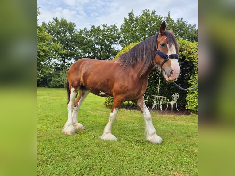 Clydesdale Klacz 14 lat 165 cm Gniada in Varel