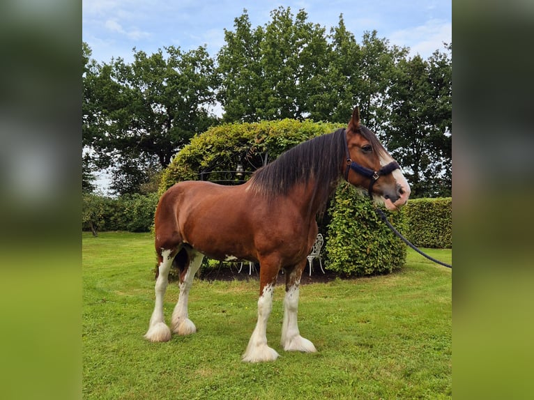 Clydesdale Klacz 14 lat 165 cm Gniada in Varel