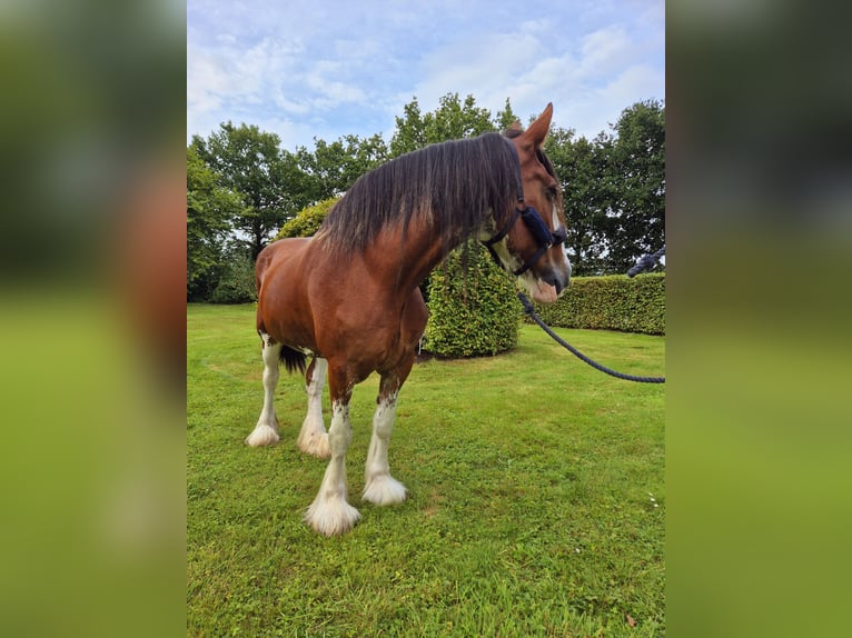 Clydesdale Klacz 14 lat 165 cm Gniada in Varel