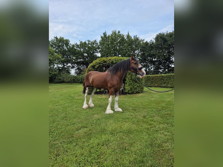 Clydesdale Klacz 14 lat 165 cm Gniada in Varel