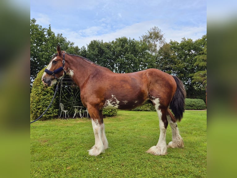 Clydesdale Klacz 14 lat 165 cm Gniada in Varel