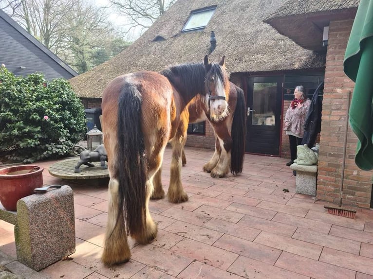 Clydesdale Klacz 14 lat 179 cm Ciemnogniada in Tynaarlo