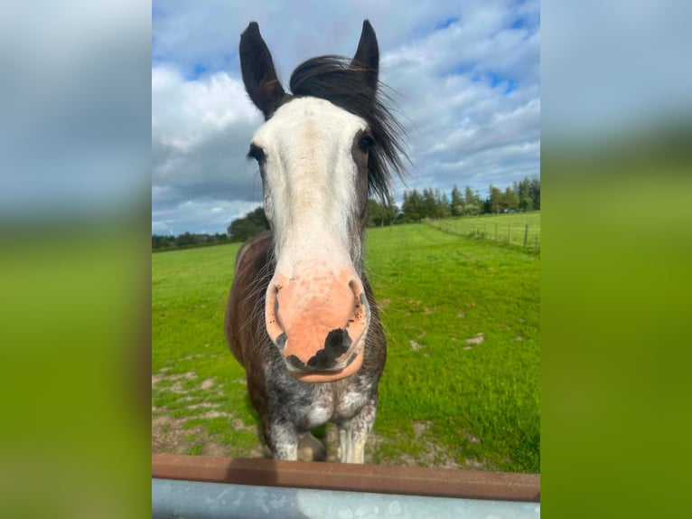 Clydesdale Klacz 3 lat 170 cm Gniada in Pyrbaum