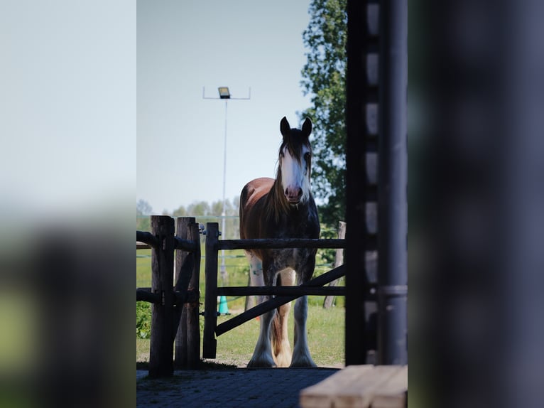 Clydesdale Klacz 6 lat 175 cm Gniada in Oud-Vossemeer