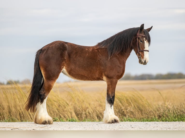 Clydesdale Mix Klacz 9 lat Gniada in Ames