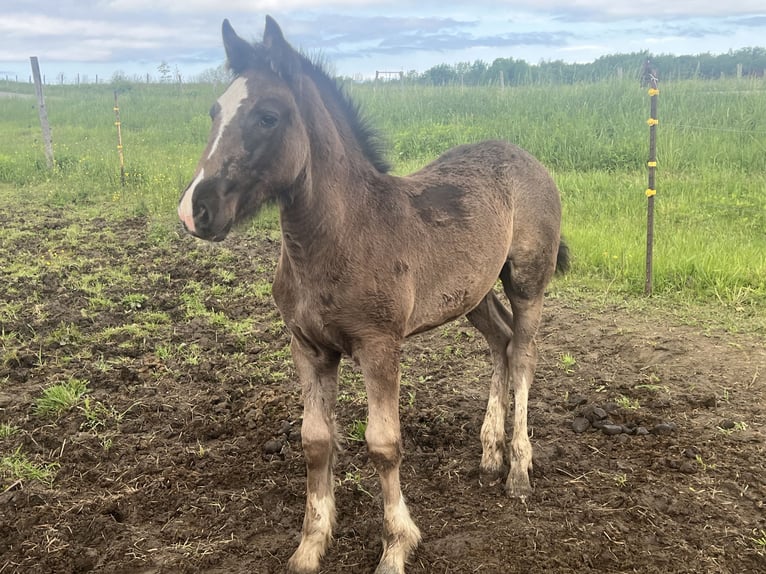 Clydesdale Mix Klacz  163 cm Kara in Dewittville
