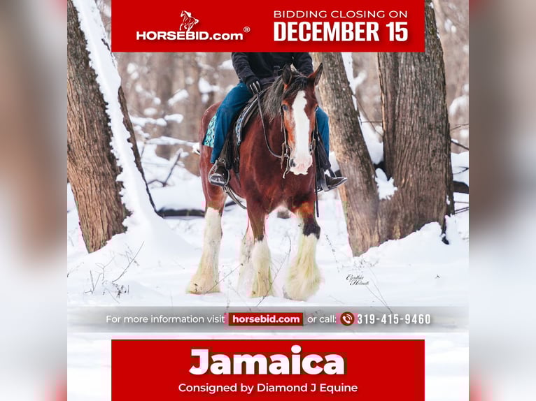 Clydesdale Mare 11 years 17,3 hh Bay in Fairbank