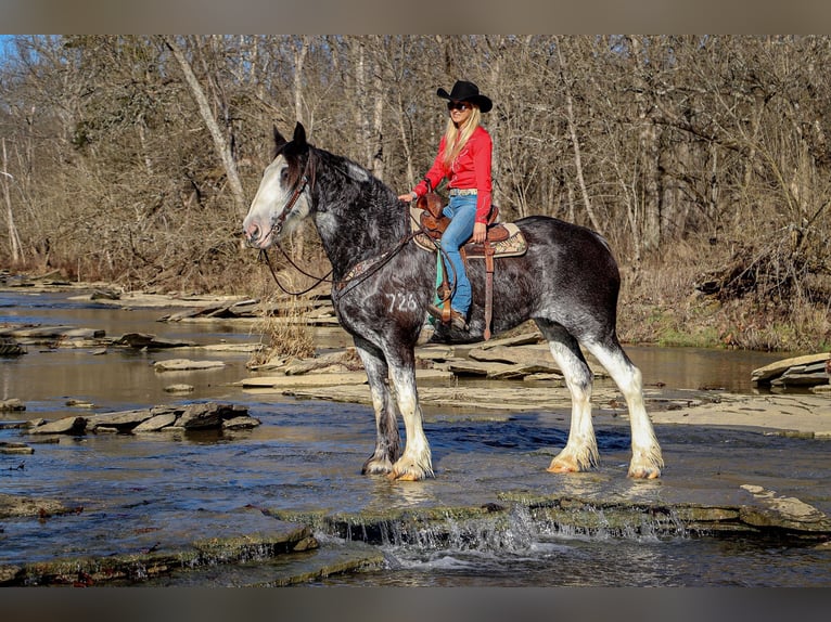 Clydesdale Mare 13 years 17 hh Black in Flemingsburg, KY