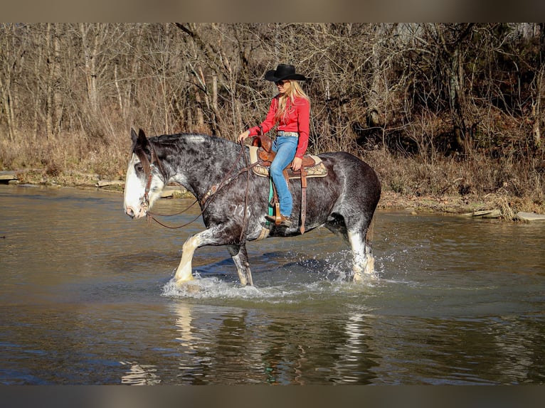 Clydesdale Mare 13 years 17 hh Black in Flemingsburg, KY