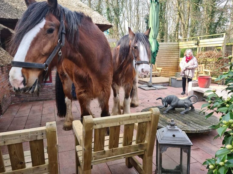 Clydesdale Mare 14 years 17,2 hh Bay-Dark in Tynaarlo