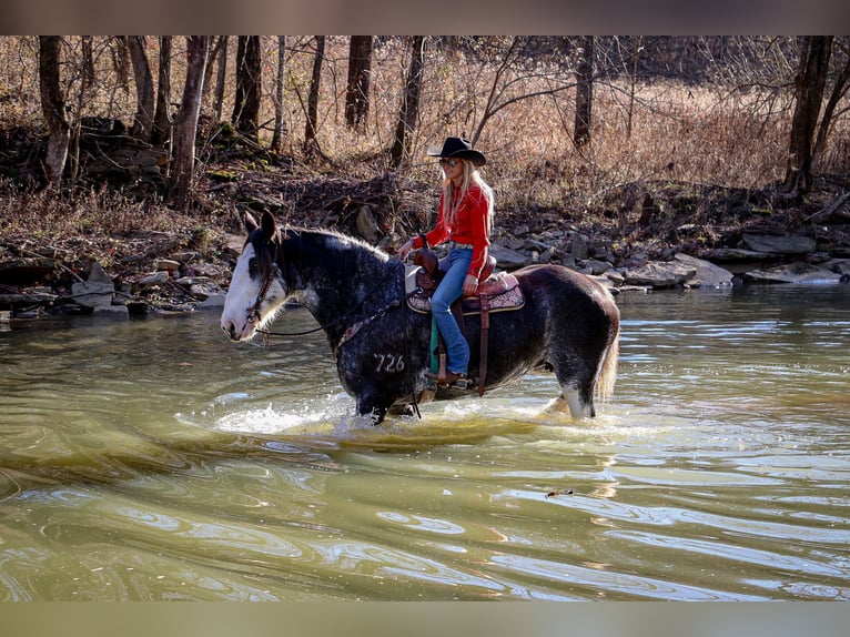 Clydesdale Mare 14 years 17 hh Black in Flemingsburg, KY