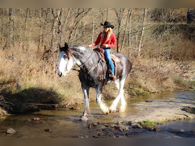 Clydesdale Mare 14 years 17 hh Black in Flemingsburg, KY