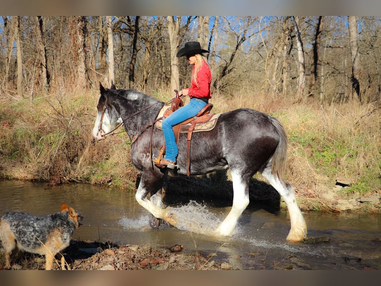 Clydesdale Mare 14 years 17 hh Black in Flemingsburg, KY