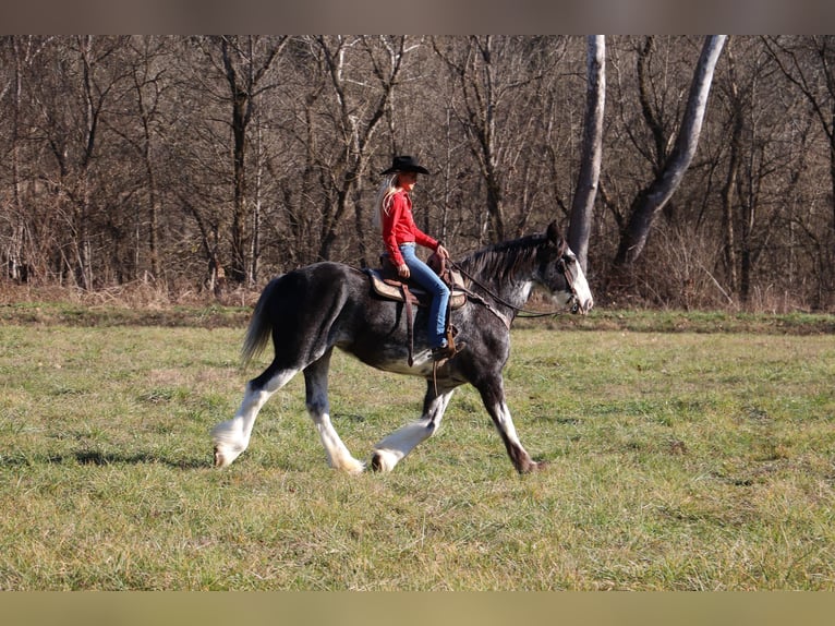 Clydesdale Mare 14 years 17 hh Black in Flemingsburg, KY