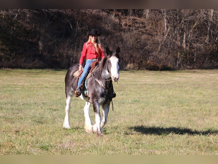 Clydesdale Mare 14 years 17 hh Black in Flemingsburg, KY