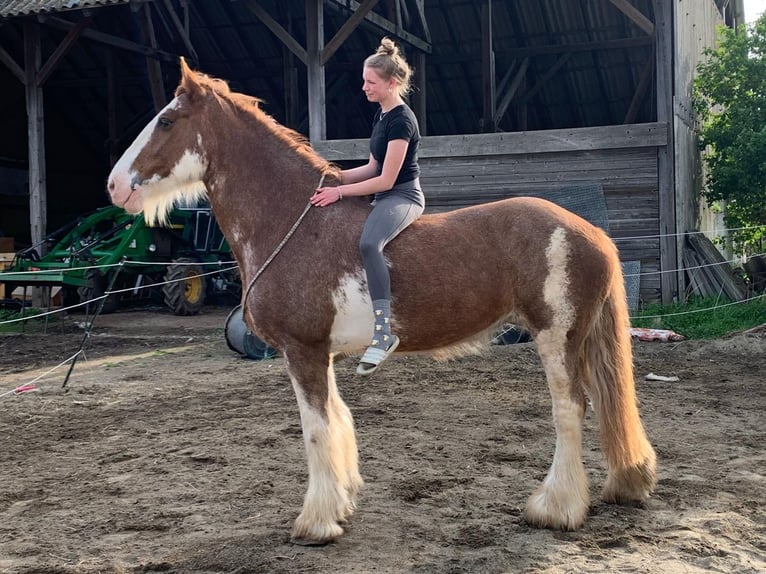 Clydesdale Mare 15 years 17,2 hh Tobiano-all-colors in W&#xFC;lperodE