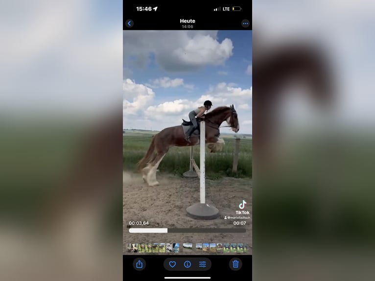 Clydesdale Mare 15 years 17,2 hh Tobiano-all-colors in W&#xFC;lperodE